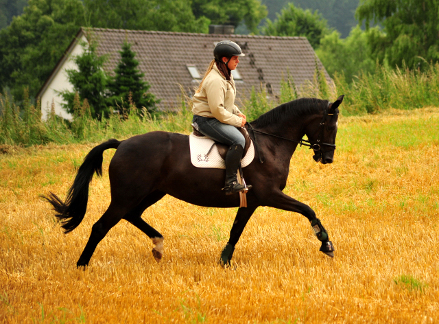 17. Juli 2016 - Trakehner Gestt  Hmelschenburg - Beate Langels