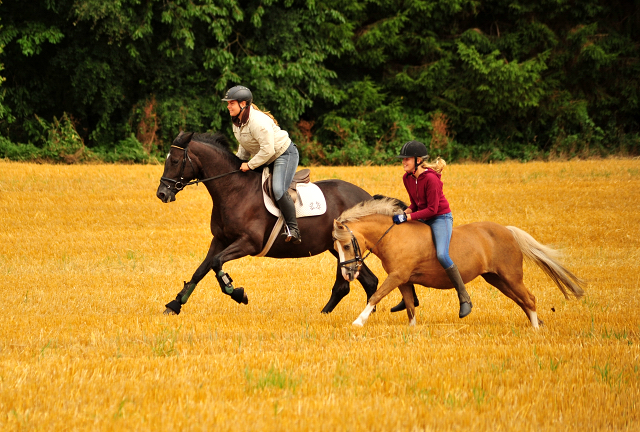 17. Juli 2016 - Trakehner Gestüt Hämelschenburg - Beate Langels