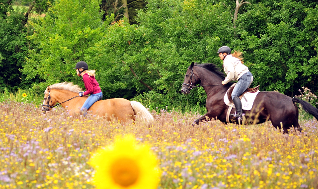 17. Juli 2016 - Trakehner Gestt  Hmelschenburg - Beate Langels