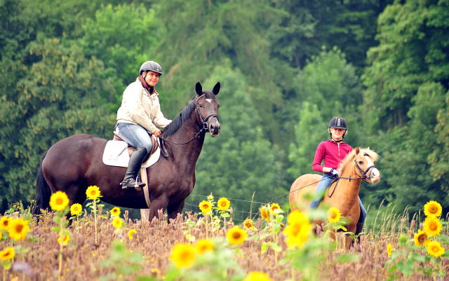 17. Juli 2016 - Trakehner Gestt  Hmelschenburg - Beate Langels