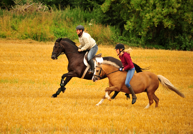 17. Juli 2016 - Trakehner Gestt  Hmelschenburg - Beate Langels