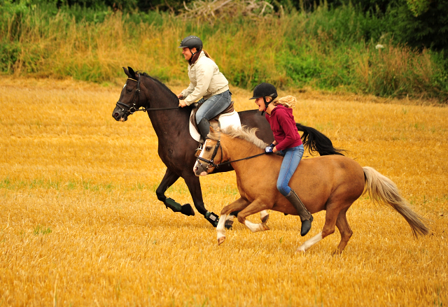 17. Juli 2016 - Trakehner Gestt  Hmelschenburg - Beate Langels