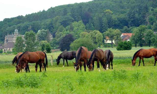 Stuten und Fohlen in den Emmerauen  - Trakehner Gestt Hmelschenburg