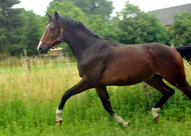   - Trakehner Gestt Hmelschenburg