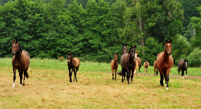 Stuten und Fohlen in den Emmerwiesen - Foto: Beate Langels - Trakehner Gestt Hmelschenburg