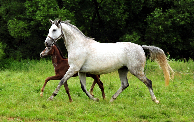 TeaCup in den Emmerwiesen - Foto: Beate Langels - Trakehner Gestt Hmelschenburg