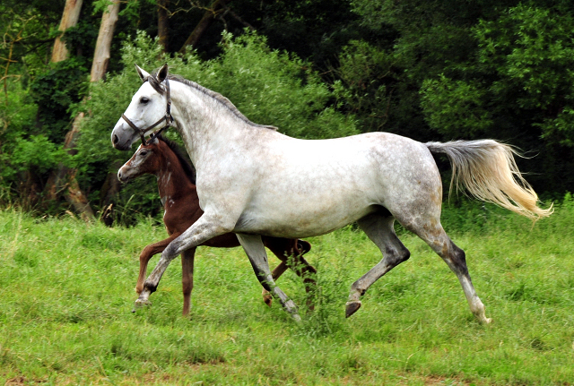 TeaCup in den Emmerwiesen - Foto: Beate Langels - Trakehner Gestt Hmelschenburg