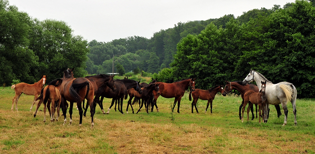 Stuten und Fohlen in den Emmerwiesen - Foto: Beate Langels - Trakehner Gestt Hmelschenburg