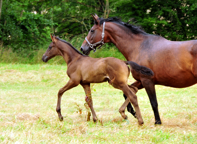 Stuten und Fohlen in den Emmerwiesen - Foto: Beate Langels - Trakehner Gestt Hmelschenburg