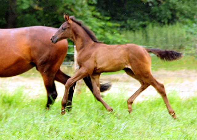 Stuten und Fohlen in den Emmerwiesen - Foto: Beate Langels - Trakehner Gestt Hmelschenburg