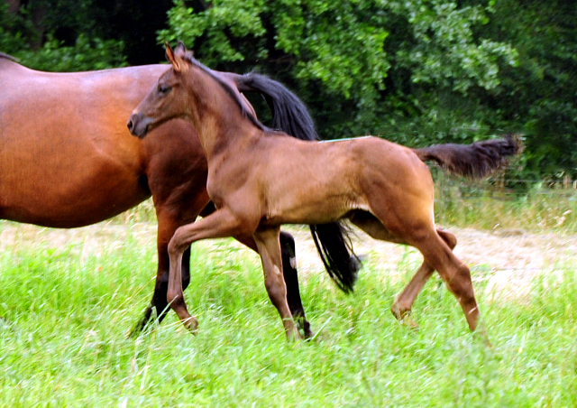 Stuten und Fohlen in den Emmerwiesen - Foto: Beate Langels - Trakehner Gestt Hmelschenburg