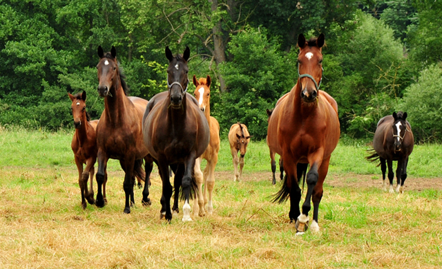 Stuten und Fohlen in den Emmerwiesen - Foto: Beate Langels - Trakehner Gestt Hmelschenburg