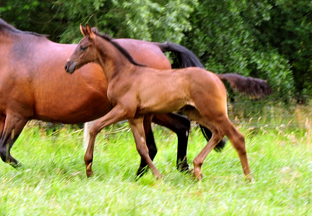 Stuten und Fohlen in den Emmerwiesen - Foto: Beate Langels - Trakehner Gestt Hmelschenburg