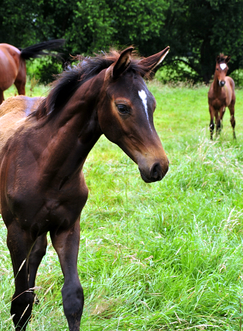 Hengstfohlen von Saint Cyr u.d. Schwalbenland in den Emmerwiesen - Foto: Beate Langels - Trakehner Gestt Hmelschenburg