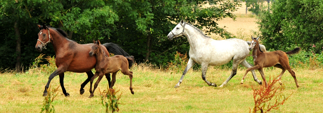 Stuten und Fohlen in den Emmerwiesen - Foto: Beate Langels - Trakehner Gestt Hmelschenburg