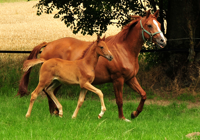 Klassic Motion mit Klassic's Zauberei und Karidia - Foto: Beate Langels - Trakehner Gestt Hmelschenburg