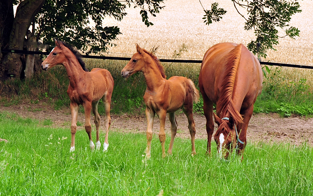 Klassic Motion mit Klassic's Zauberei und Karidia - Foto: Beate Langels - Trakehner Gestt Hmelschenburg