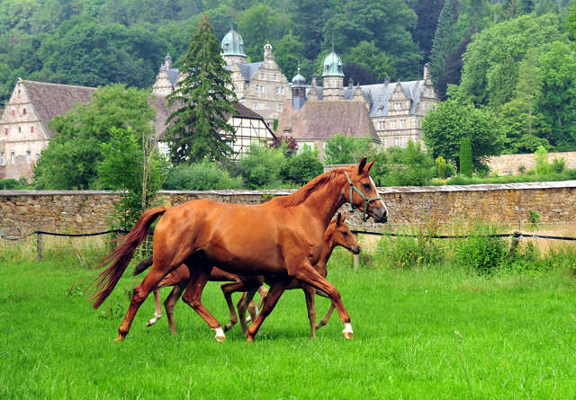 Klassic Motion mit Klassic's Zauberei und Karidia - Foto: Beate Langels - Trakehner Gestt Hmelschenburg