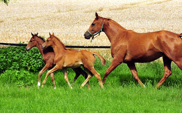 Klassic Motion mit Klassic's Zauberei und Karidia - Foto: Beate Langels - Trakehner Gestt Hmelschenburg