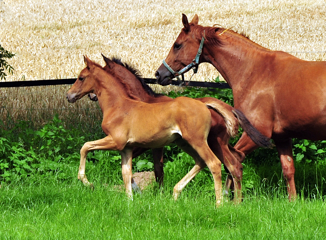 Klassic Motion mit Klassic's Zauberei und Karidia - Foto: Beate Langels - Trakehner Gestt Hmelschenburg