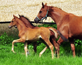 Impressionen vom Juli 2021 - Trakehner Gestt Hmelschenburg  - Foto: Beate Langels