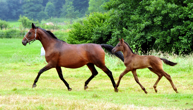 schwalbenlicht mit ihrem Hengstfohlen von His Moment in den Emmerwiesen - Foto: Beate Langels - Trakehner Gestt Hmelschenburg