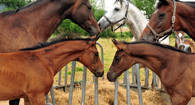 Stuten und Fohlen in den Emmerwiesen - Foto: Beate Langels - Trakehner Gestt Hmelschenburg