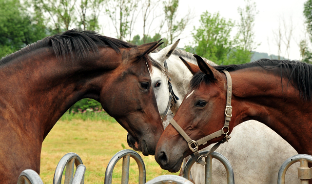 Stuten und Fohlen in den Emmerwiesen - Foto: Beate Langels - Trakehner Gestt Hmelschenburg