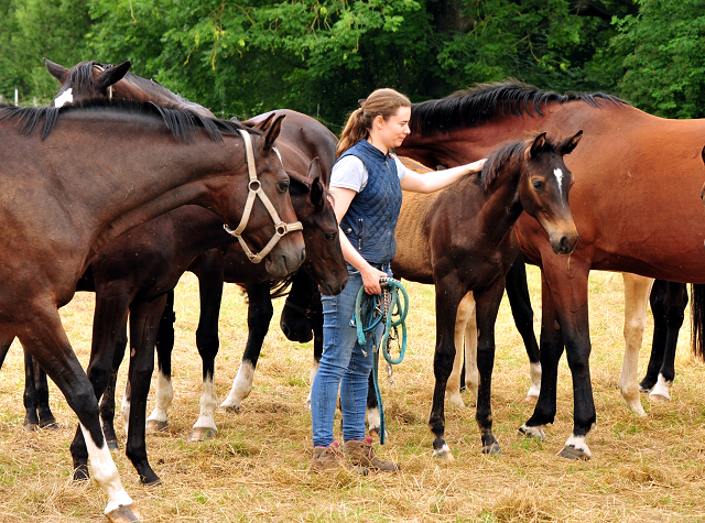 Stuten und Fohlen in den Emmerwiesen - Foto: Beate Langels - Trakehner Gestt Hmelschenburg