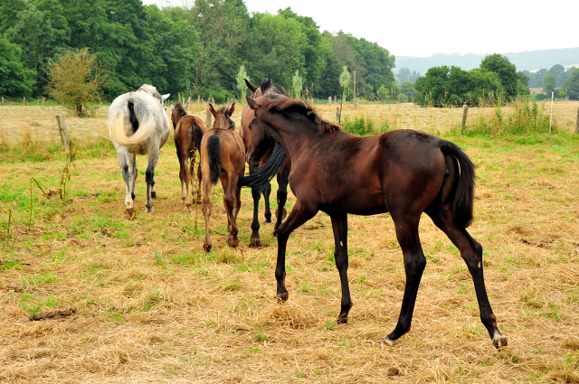 Stuten und Fohlen in den Emmerwiesen - Foto: Beate Langels - Trakehner Gestt Hmelschenburg