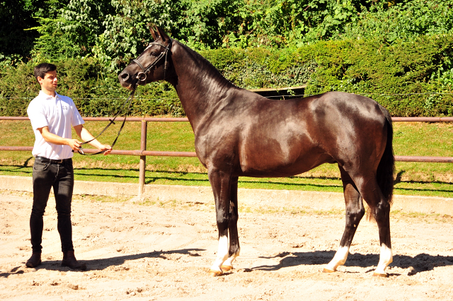 Zweijhriger Hengst von Saint Cyr u.d. Greta Garbo - 17. August 2016  - Foto: Beate Langels -
Trakehner Gestt Hmelschenburg