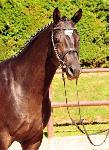 Zweijhriger Hengst von Saint Cyr u.d. Greta Garbo - 17. August 2016  - Foto: Beate Langels -
Trakehner Gestt Hmelschenburg