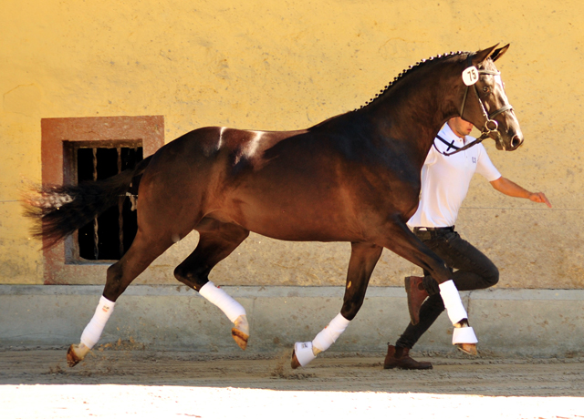 Zweijhriger Hengst von Saint Cyr u.d. Greta Garbo - 17. August 2016  - Foto: Beate Langels -
Trakehner Gestt Hmelschenburg