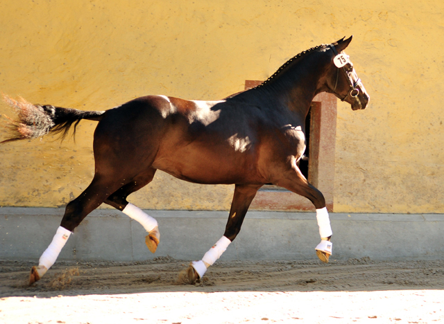 Zweijhriger Hengst von Saint Cyr u.d. Greta Garbo - 17. August 2016  - Foto: Beate Langels -
Trakehner Gestt Hmelschenburg