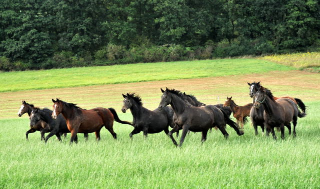 Die Hmelschenburger Stutenherde auf der Feldweide - im September 2013, Foto: Beate Langels, Trakehner Gestt Hmelschenburg - Beate Langels