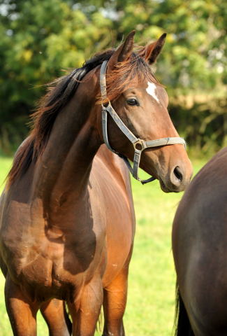 Songline's Vollbruder - Jhrlingshengst von summertime u.d. Elitestute Schwalbenspiel v. Exclusiv - im September 2013, Foto: Beate Langels, Trakehner Gestt Hmelschenburg - Beate Langels
