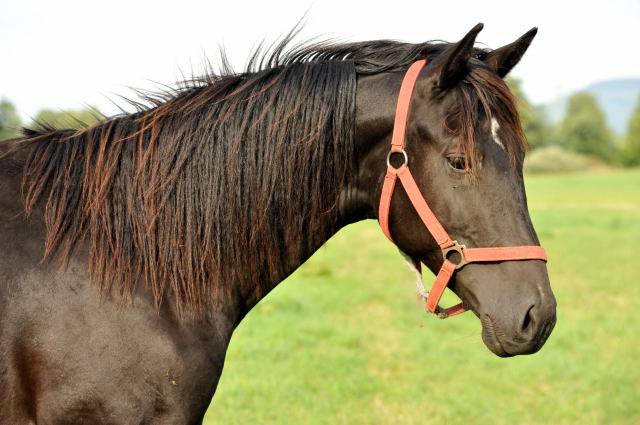 Jhrlingshengst von Saint Cyr u.d. Rubina v. Tycoon - im September 2013, Foto: Beate Langels, Trakehner Gestt Hmelschenburg - Beate Langels