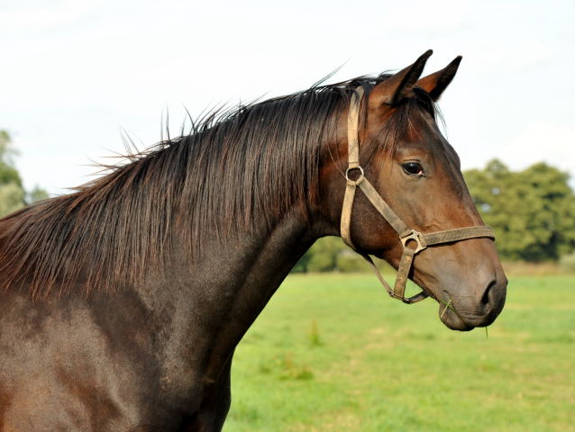 2-jhriger Wallach v. Dancier x Natiello xx - im September 2013, Foto: Beate Langels, Trakehner Gestt Hmelschenburg - Beate Langels