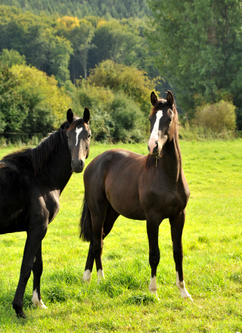 Die Hmelschenburger Jhrlingshengste- im September 2013, Foto: Beate Langels, Trakehner Gestt Hmelschenburg - Beate Langels
