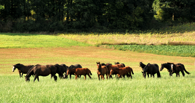 Die Hmelschenburger Stutenherde auf der Feldweide - im September 2013, Foto: Beate Langels, Trakehner Gestt Hmelschenburg - Beate Langels