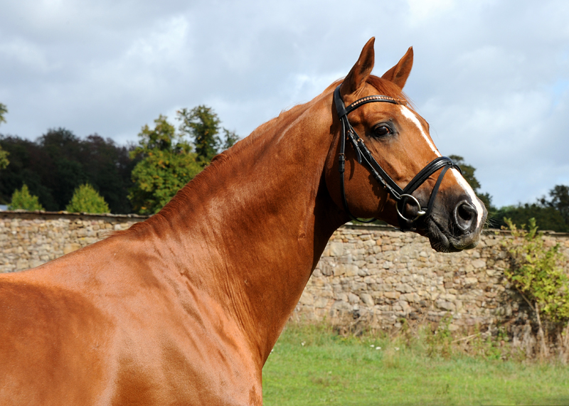 Trakehner Hengst Glcksruf v. Dramatiker - Foto Beate Langels - Gestt Hmelschenburg