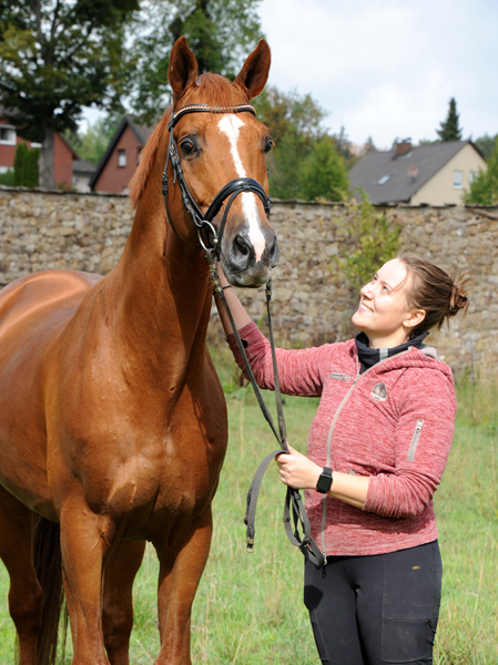 Trakehner Hengst Glcksruf v. Dramatiker - Foto Beate Langels - Gestt Hmelschenburg