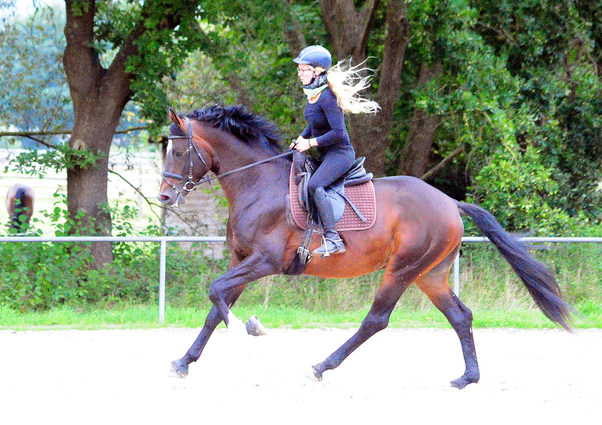Gentle Motion - Trakehner Hengst von High Motion u.d. Elitestute Greta Garbo auf der Sommerweide  
 Foto: Beate Langels