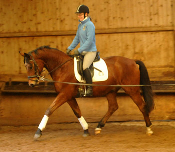 Trakehner Wallach von Showmaster u.d. Zaubermelodie v. Tuareg - Mahagoni, geritten von C. Wolf - Trakehner Gestt Hmelschenburg - Beate Langels