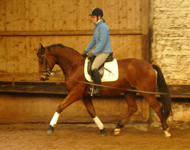 Trakehner Wallach von Showmaster u.d. Zaubermelodie v. Tuareg - Mahagoni, geritten von C. Wolf - Trakehner Gestt Hmelschenburg - Beate Langels