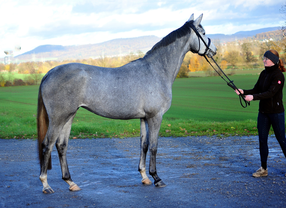 Pr.A. Tea at Five - Trakehner Mare by Saint Cyr out of Pr.St. TeaCup
by Exclusiv - Gestüt Hämelschenburg - Beate Langels