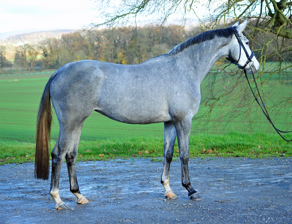 Pr.A. Tea at Five - Trakehner Mare by Saint Cyr out of Pr.St. TeaCup
by Exclusiv - Gestüt Hämelschenburg - Beate Langels