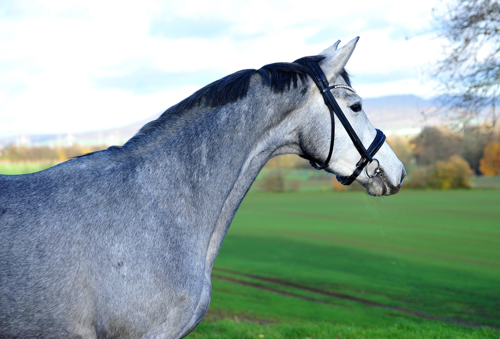 Pr.A. Tea at Five - Trakehner Mare by Saint Cyr out of Pr.St. TeaCup
by Exclusiv - Gestüt Hämelschenburg - Beate Langels