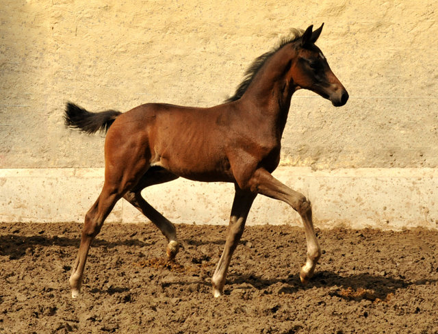 Hengstfohlen von Saint Cyr u.d. Little Love xx - Foto: Beate Langels