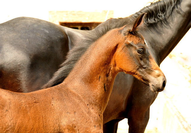 Hengstfohlen von Saint Cyr u.d. Little Love xx - Foto: Beate Langels